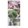 Magnolia Loeberni Leonard Messel op stam